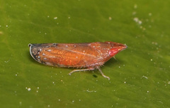 Scaphytopius rubellus