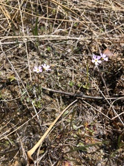 Primula mistassinica