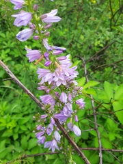 Campanula bononiensis