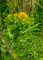 Asclepias tuberosa interior