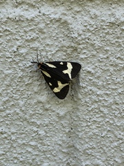 Arctia plantaginis