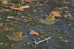 Lithobates chiricahuensis