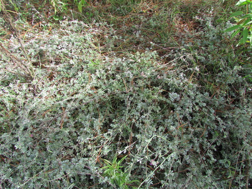 Image of Dalea greggii by (c) Carlos Martorell, some rights reserved (CC BY)