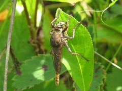 Proctacanthus philadelphicus