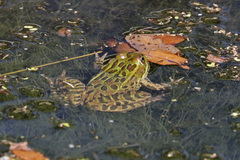 Lithobates chiricahuensis