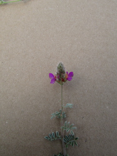 Image of Dalea greggii by (c) Carlos Martorell, some rights reserved (CC BY)