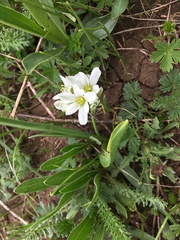 Ornithogalum fimbriatum