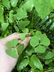 Oxalis grandis