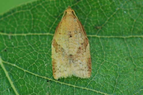 Privet Tortrix