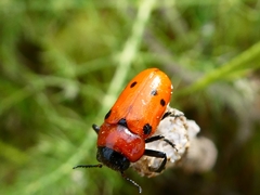 Tituboea sexmaculata