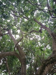 Casimiroa