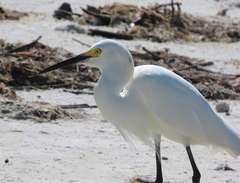 Egretta thula image
