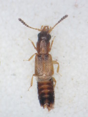 Planeustomus
