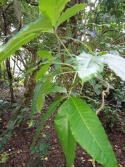 Casimiroa
