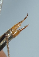 Euphylidorea dispar