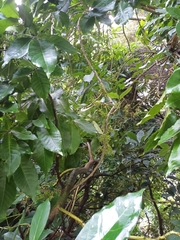 Casimiroa