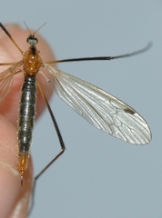 Euphylidorea dispar
