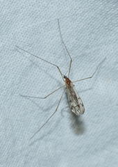 Neolimonia dumetorum