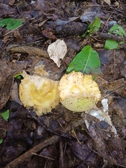 Casimiroa