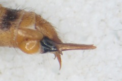 Neolimonia dumetorum