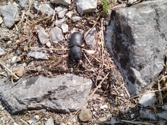 Dorcus parallelipipedus