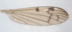 Neolimonia dumetorum