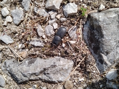 Dorcus parallelipipedus