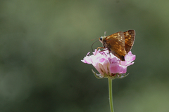 Ochlodes sylvanus
