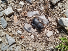 Dorcus parallelipipedus