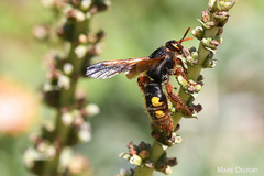 Scolia chrysotricha