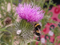 Bombus