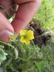 Senna crotalarioides