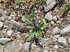 Dorcus parallelipipedus