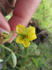 Senna crotalarioides