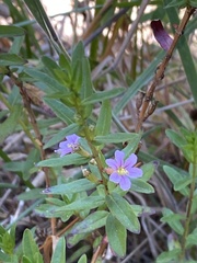 Lythrum maritimum