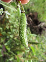 Senna crotalarioides