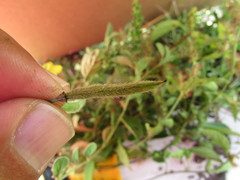 Senna crotalarioides