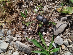 Dorcus parallelipipedus
