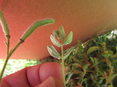 Senna crotalarioides