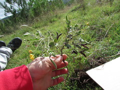 Senna crotalarioides
