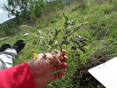 Senna crotalarioides