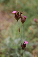 Dianthus pontederae