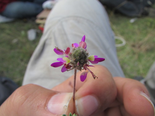 Image of Dalea greggii by (c) Carlos Martorell, some rights reserved (CC BY)