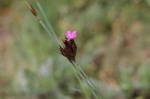 Image of Dianthus giganteiformis by (c) Olivier Argagnon, some rights reserved (CC BY)
