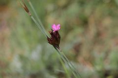 Dianthus pontederae