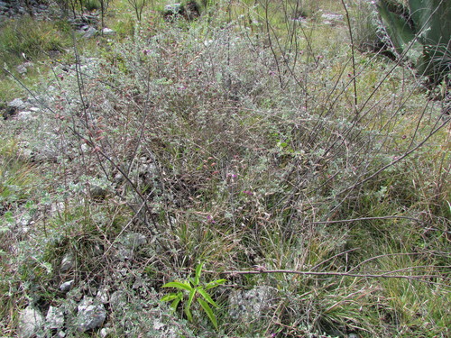 Image of Dalea greggii by (c) Carlos Martorell, some rights reserved (CC BY)