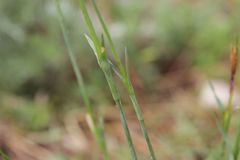 Dianthus pontederae