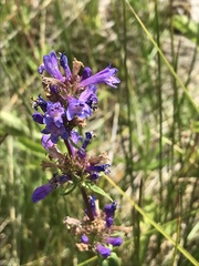 Penstemon cinicola