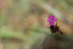 Dianthus pontederae