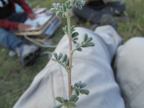 Image of Dalea greggii by (c) Carlos Martorell, some rights reserved (CC BY)